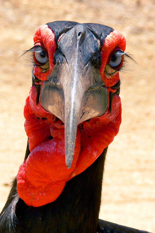 tumblr_ofcogwa9ga1rb1477o1_540