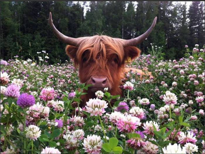 20245579_10155983939818465_3125243031798909150_n